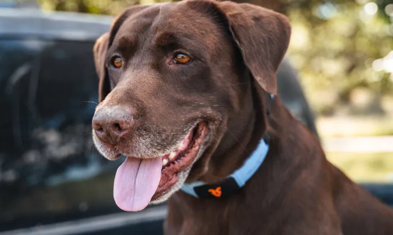 A dog with Shazam