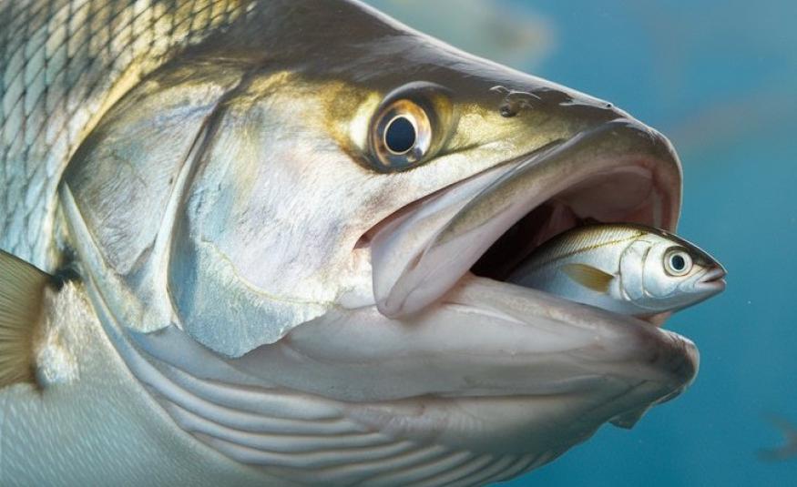 pesce grande mangia il piccolo